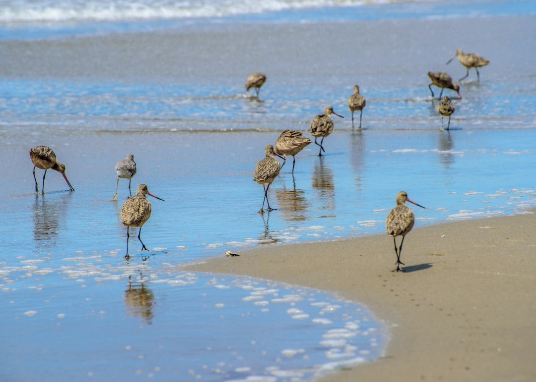 A single survey counted more than 10,000 birds at Bolsa Chica, where restored tidal exchange supports a thriving wetland. The nearly 600-acre restoration provides habitat for more than 159 bird species and 52 fish species, but ongoing sand removal and a critical funding shortfall threaten long-term maintenance. (Representational/Unsplash) A single survey counted more than 10,000 birds at Bolsa Chica, where restored tidal exchange supports a thriving wetland. The nearly 600-acre restoration provides habitat for more than 159 bird species and 52 fish species, but ongoing sand removal and a critical funding shortfall threaten long-term maintenance. (Representational/Unsplash)