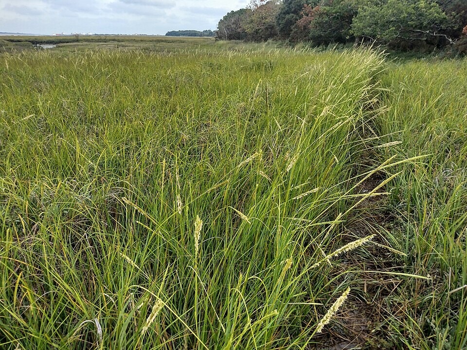 Researchers found Spartina alterniflora at 28 of 53 important shorebird sites along China's coast in 2015. (Wikimedia Commons)