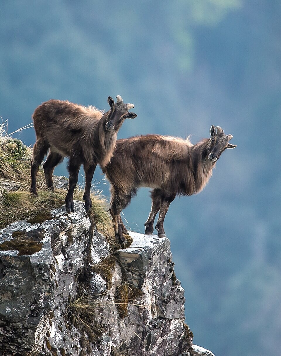 Tahr have no natural predators in New Zealand, so their numbers can rise unless hunters or DOC step in. (Wikimedia Commons)