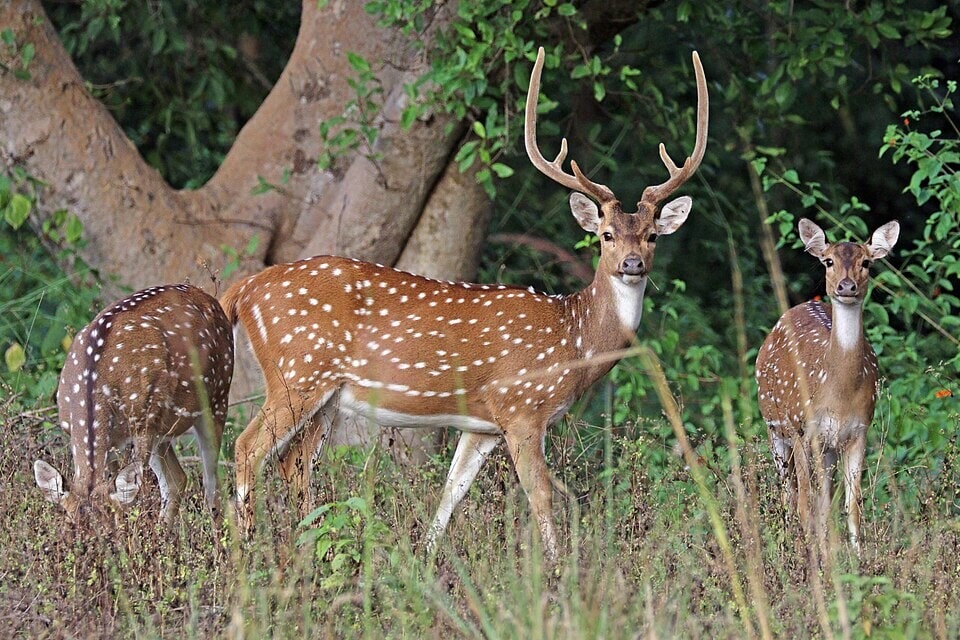 With no predators in Hawaii, axis deer herds can grow 20 to 30 percent a year. (Wikimedia Commons) With no predators in Hawaii, axis deer herds can grow 20 to 30 percent a year. (Wikimedia Commons)