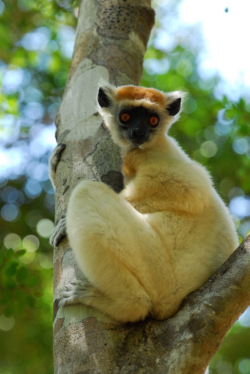 The golden-crowned sifaka, a lemur from northern Madagascar, is one of the 100 species on the Phoenix Species Project list. (Wikimedia Commons) The golden-crowned sifaka, a lemur from northern Madagascar, is one of the 100 species on the Phoenix Species Project list. (Wikimedia Commons)