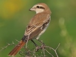 A red-tailed shrike at Pong lake in Himachal Pradesh.
