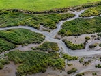 Cordgrass spreads across tidal mudflats, leaving less open mud for wading birds to feed on.