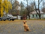 A study of dogs sampled at three sites in the Chernobyl region found distinct local genetic profiles and extensive family connections. The results help researchers examine how movement, breeding and location shape animal populations in a transformed environment, but do not establish that radiation caused the observed differences.