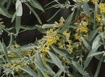 Introduced for windbreaks, erosion control, and wildlife shelter, Russian olive has spread across much of the West. It can crowd out native riverside plants, alter stream banks, and prove difficult to remove. Experts recommend early detection and choosing native alternatives, such as valley oak, when planting.(Wikimedia Commons)