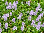 A garden favorite turned global invader: Water hyacinth has spread to 53 countries.(Wikimedia Commons)