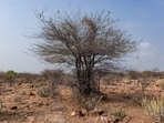 Introduced to restore degraded land and provide fuel, mesquite has spread aggressively, displacing native plants and grazing areas. Its pollen can trigger allergies, thorns can cause serious injuries, and the tree may support mosquitoes. 