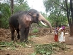 Thechikottukavu Ramachandran is the elephant of the Thechikottukavu temple at Peramangalam in Thrissur district of Kerala