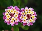Colorful, but a problem: Lantana was introduced for its looks and has since spread across millions of hectares in South Africa.