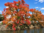 Chinese tallow tree shows off its bright autumn foliage, a trait that helped make it a popular landscape plant.