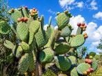 Prickly pear cactus, once planted for dye and hedges, later took over farmland.