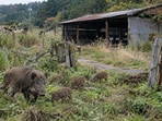 A 2026 study found domestic pig ancestry in some Fukushima wild boar generations after the 2011 nuclear disaster. Researchers identified 31 admixed animals and found differing levels of domestic nuclear DNA linked to maternal lineages. The findings complement earlier research documenting where hybridization occurred.(AI-generated/ChatGPT)