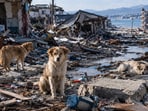 After the March 2011 earthquake and nuclear accident, many families had to evacuate, and pets were abandoned unintentionally.