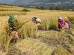 IFAD chief Alvaro Lario also spoke about climate adaptation, the need to improve implementation of rural programmes, 