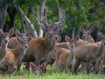 A herd of rusa deer, the species that grew from 12 animals brought to New Caledonia in 1870.