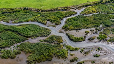 Cordgrass spreads across tidal mudflats, leaving less open mud for wading birds to feed on. (AI-generated/ChatGPT) Cordgrass spreads across tidal mudflats, leaving less open mud for wading birds to feed on. (AI-generated/ChatGPT)