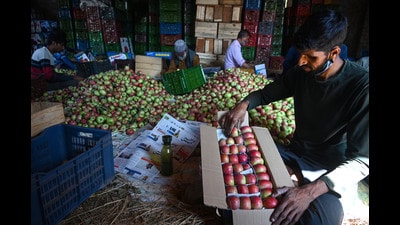 Growers filling boxes with apples at a wholesale market in Srinagar on Friday. (Waseem Andrabi/HT) Growers filling boxes with apples at a wholesale market in Srinagar on Friday. (Waseem Andrabi/HT)