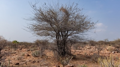 Introduced to restore degraded land and provide fuel, mesquite has spread aggressively, displacing native plants and grazing areas. Its pollen can trigger allergies, thorns can cause serious injuries, and the tree may support mosquitoes. 