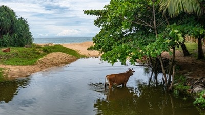 Scene in a picturesque village in Sri Lanka (Shutterstock) Scene in a picturesque village in Sri Lanka (Shutterstock)