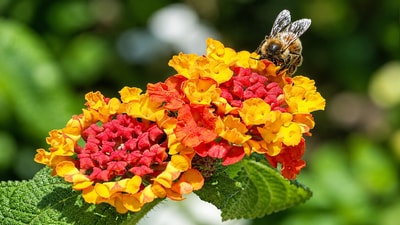 Lantana’s opportunity cost for Queensland’s grazing sector reached about A$121 million in 2007. (Wikimedia Commons) Lantana’s opportunity cost for Queensland’s grazing sector reached about A$121 million in 2007. (Wikimedia Commons)