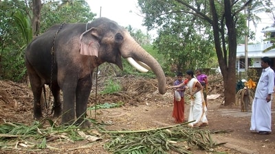 Thechikottukavu Ramachandran is the elephant of the Thechikottukavu temple at Peramangalam in Thrissur district of Kerala (Wikimedia commons/ By Manojk - Own work, CC BY 3.0,) Thechikottukavu Ramachandran is the elephant of the Thechikottukavu temple at Peramangalam in Thrissur district of Kerala (Wikimedia commons/ By Manojk - Own work, CC BY 3.0,)
