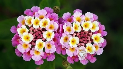 Colorful, but a problem: Lantana was introduced for its looks and has since spread across millions of hectares in South Africa. (Wikimedia Commons)