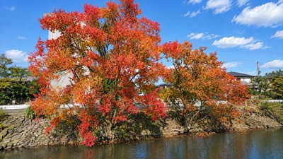Chinese tallow tree shows off its bright autumn foliage, a trait that helped make it a popular landscape plant. (Wikimedia Commons) Chinese tallow tree shows off its bright autumn foliage, a trait that helped make it a popular landscape plant. (Wikimedia Commons)