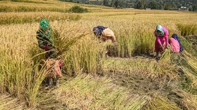 IFAD chief Alvaro Lario also spoke about climate adaptation, the need to improve implementation of rural programmes, (PTI) IFAD chief Alvaro Lario also spoke about climate adaptation, the need to improve implementation of rural programmes, (PTI)