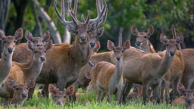 A herd of rusa deer, the species that grew from 12 animals brought to New Caledonia in 1870. (Wikimedia Commons) A herd of rusa deer, the species that grew from 12 animals brought to New Caledonia in 1870. (Wikimedia Commons)
