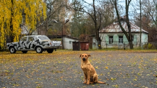 A study of dogs sampled at three sites in the Chernobyl region found distinct local genetic profiles and extensive family connections. The results help researchers examine how movement, breeding and location shape animal populations in a transformed environment, but do not establish that radiation caused the observed differences.