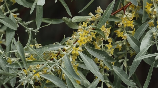 Introduced for windbreaks, erosion control, and wildlife shelter, Russian olive has spread across much of the West. It can crowd out native riverside plants, alter stream banks, and prove difficult to remove. Experts recommend early detection and choosing native alternatives, such as valley oak, when planting.