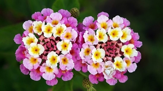 Colorful, but a problem: Lantana was introduced for its looks and has since spread across millions of hectares in South Africa. (Wikimedia Commons)