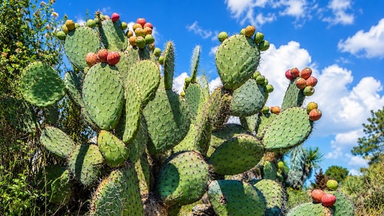 Prickly pear cactus, once planted for dye and hedges, later took over farmland.