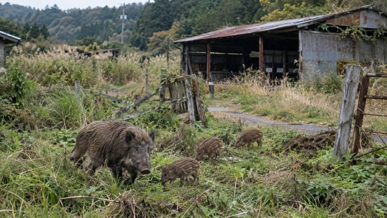 A 2026 study found domestic pig ancestry in some Fukushima wild boar generations after the 2011 nuclear disaster. Researchers identified 31 admixed animals and found differing levels of domestic nuclear DNA linked to maternal lineages. The findings complement earlier research documenting where hybridization occurred.