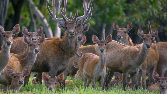 A herd of rusa deer, the species that grew from 12 animals brought to New Caledonia in 1870.