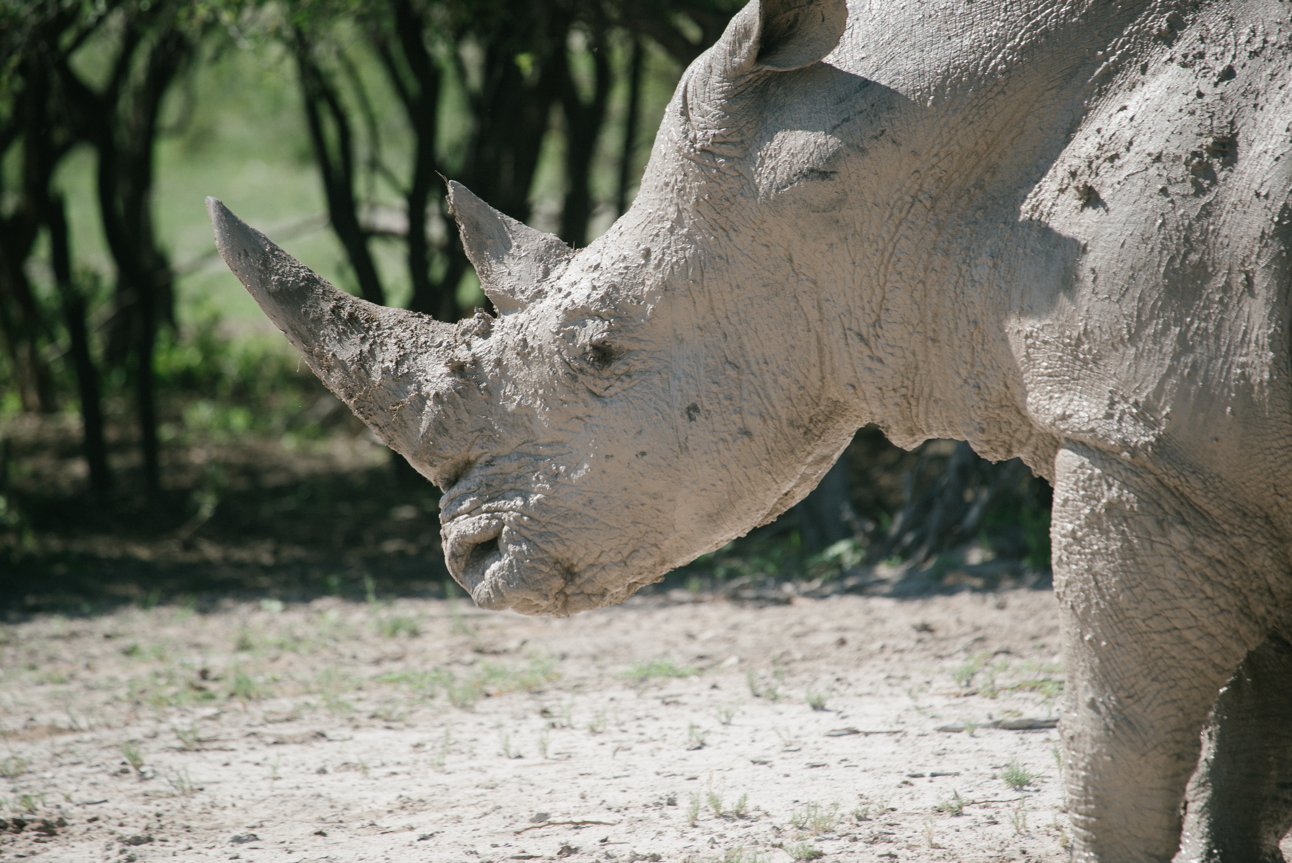 One of 10 white rhinoceroses translocated from a De Beers-managed game park in Botswana to a reserve in South Africa, as part of a conservation project. One of 10 white rhinoceroses translocated from a De Beers-managed game park in Botswana to a reserve in South Africa, as part of a conservation project.