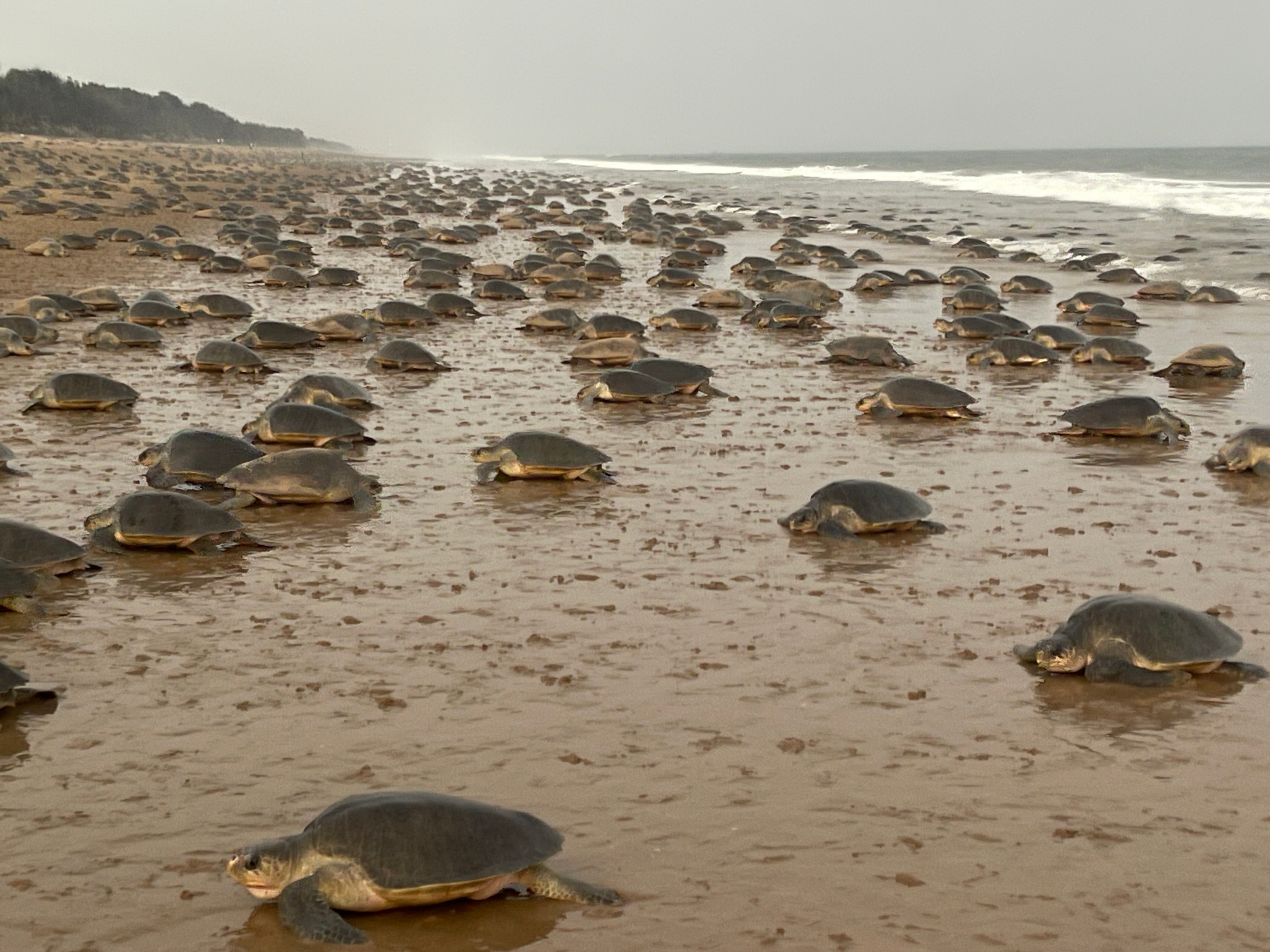 A scene from 2025, a year that saw over 500,000 olive ridley turtles nest at the Rushikulya rookery in Odisha. (Bipro Behera)