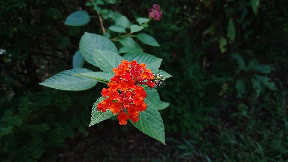 Birds carry lantana seeds over long distances, helping it spread beyond gardens. (Wikimedia Commons) Birds carry lantana seeds over long distances, helping it spread beyond gardens. (Wikimedia Commons)
