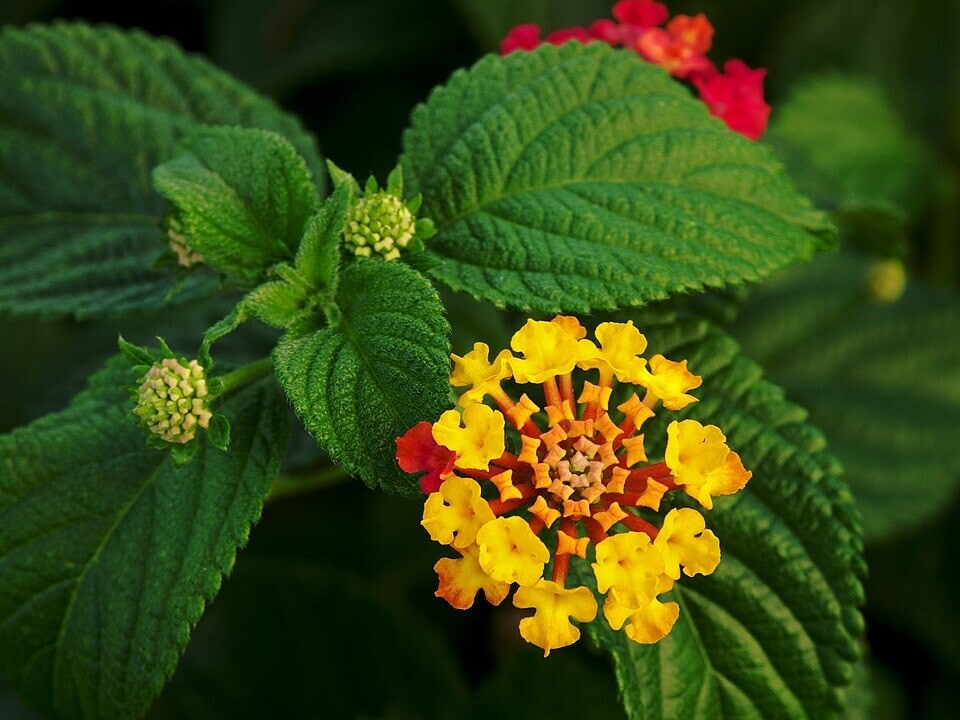 A closer look at lantana’s flowers and leaves. The plant reportedly has up to 40 varieties in South Africa. (Wikimedia Commons)