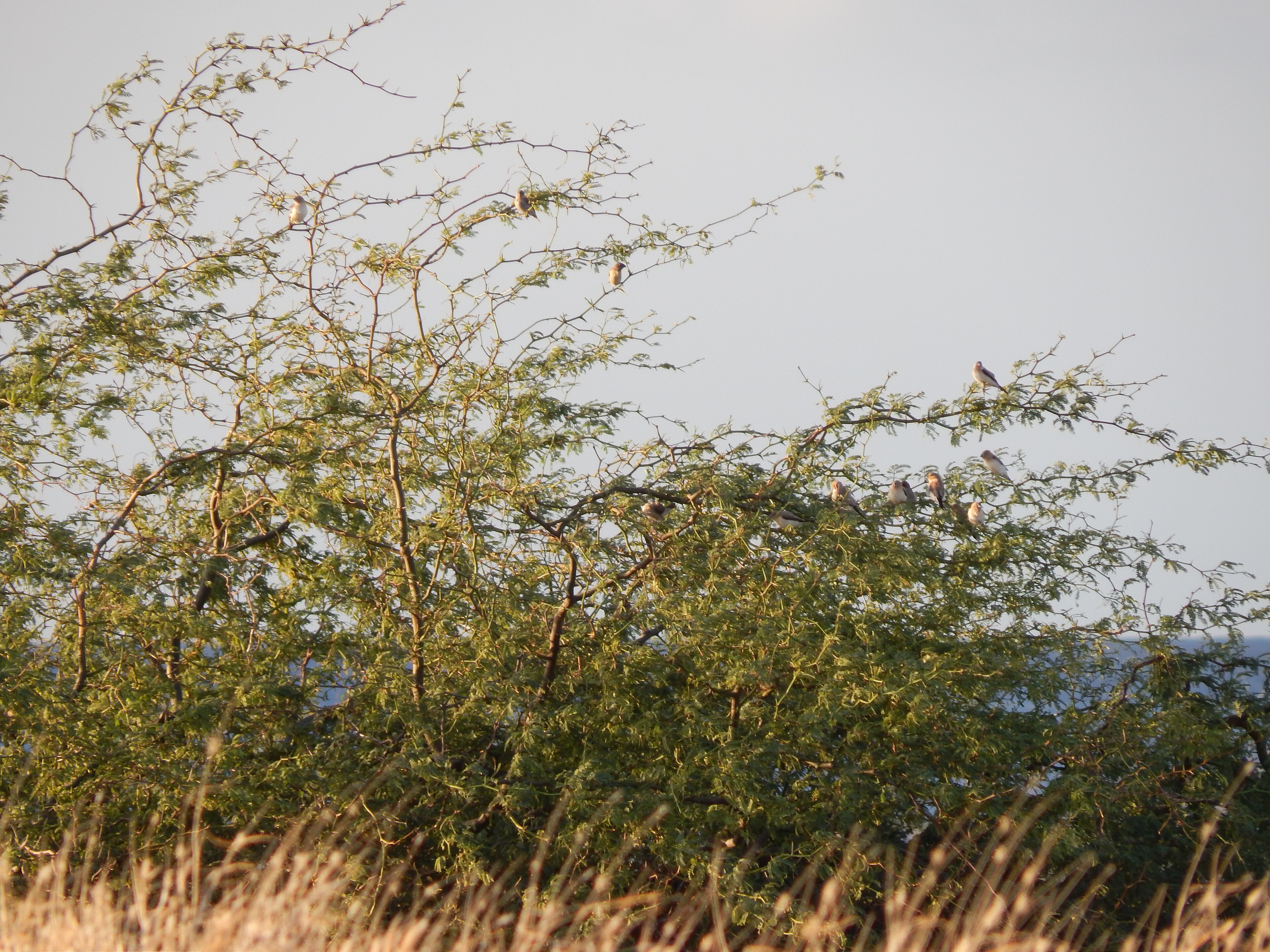 Planted in arid regions for restoration and fuel, mesquite has become invasive in some areas. Dense stands reduce forage and native plants, while pollen and thorns pose health hazards. Evidence from Kenya and Ethiopia suggests sustained commercial use can help clear thickets, but management must balance ecological protection with community needs. (Wikimedia Commons) Planted in arid regions for restoration and fuel, mesquite has become invasive in some areas. Dense stands reduce forage and native plants, while pollen and thorns pose health hazards. Evidence from Kenya and Ethiopia suggests sustained commercial use can help clear thickets, but management must balance ecological protection with community needs. (Wikimedia Commons)