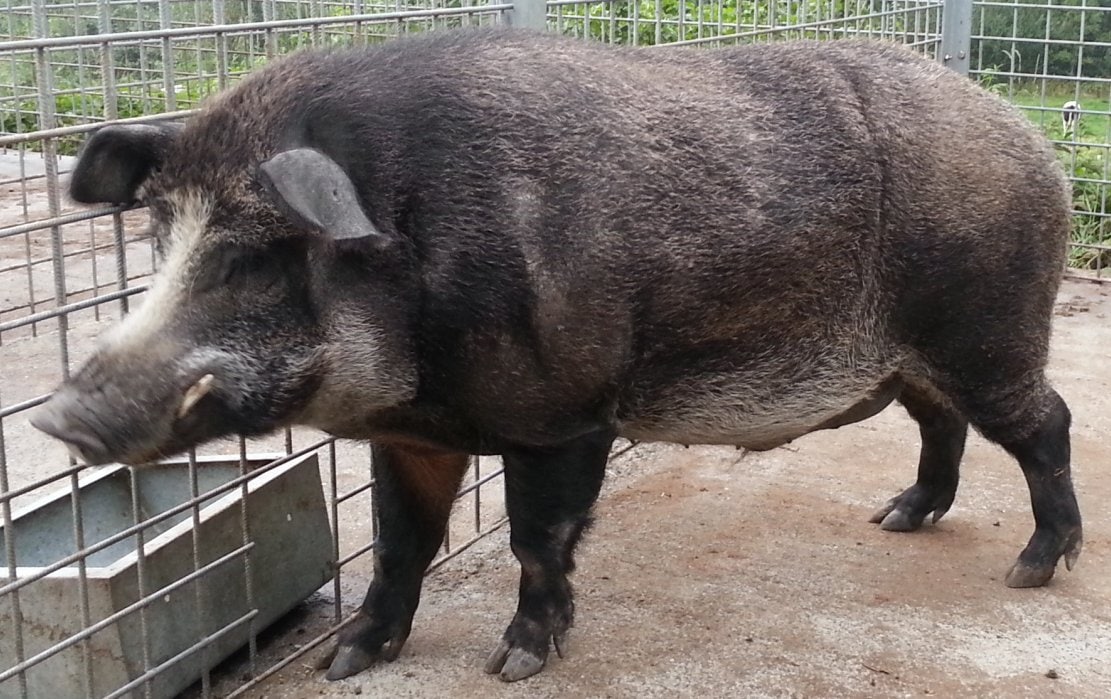 Studies found that domestic pigs left behind after the 2011 Fukushima evacuation interbred with wild boar. Researchers identified hybrids and traced domestic ancestry across generations, finding that nuclear DNA contributions varied by maternal lineage. (Wikimedia Commons) Studies found that domestic pigs left behind after the 2011 Fukushima evacuation interbred with wild boar. Researchers identified hybrids and traced domestic ancestry across generations, finding that nuclear DNA contributions varied by maternal lineage. (Wikimedia Commons)