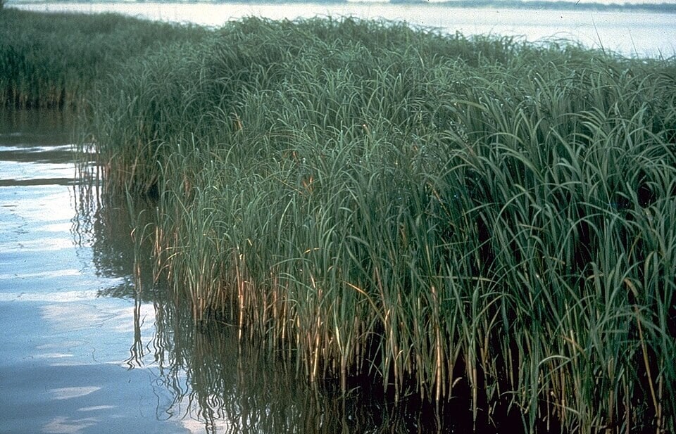 Spartina alterniflora, a cordgrass species that grows in salty tidal zones and traps mud around its stems. (Wikimedia Commons) Spartina alterniflora, a cordgrass species that grows in salty tidal zones and traps mud around its stems. (Wikimedia Commons)