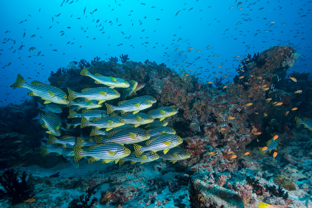 A shoal of Oriental sweetlips group at a reef in the Andaman Islands. There is vibrant life in our seas, delicate ecosystems – and time, still, to attempt to strike a balance. (Umeed Mistry)