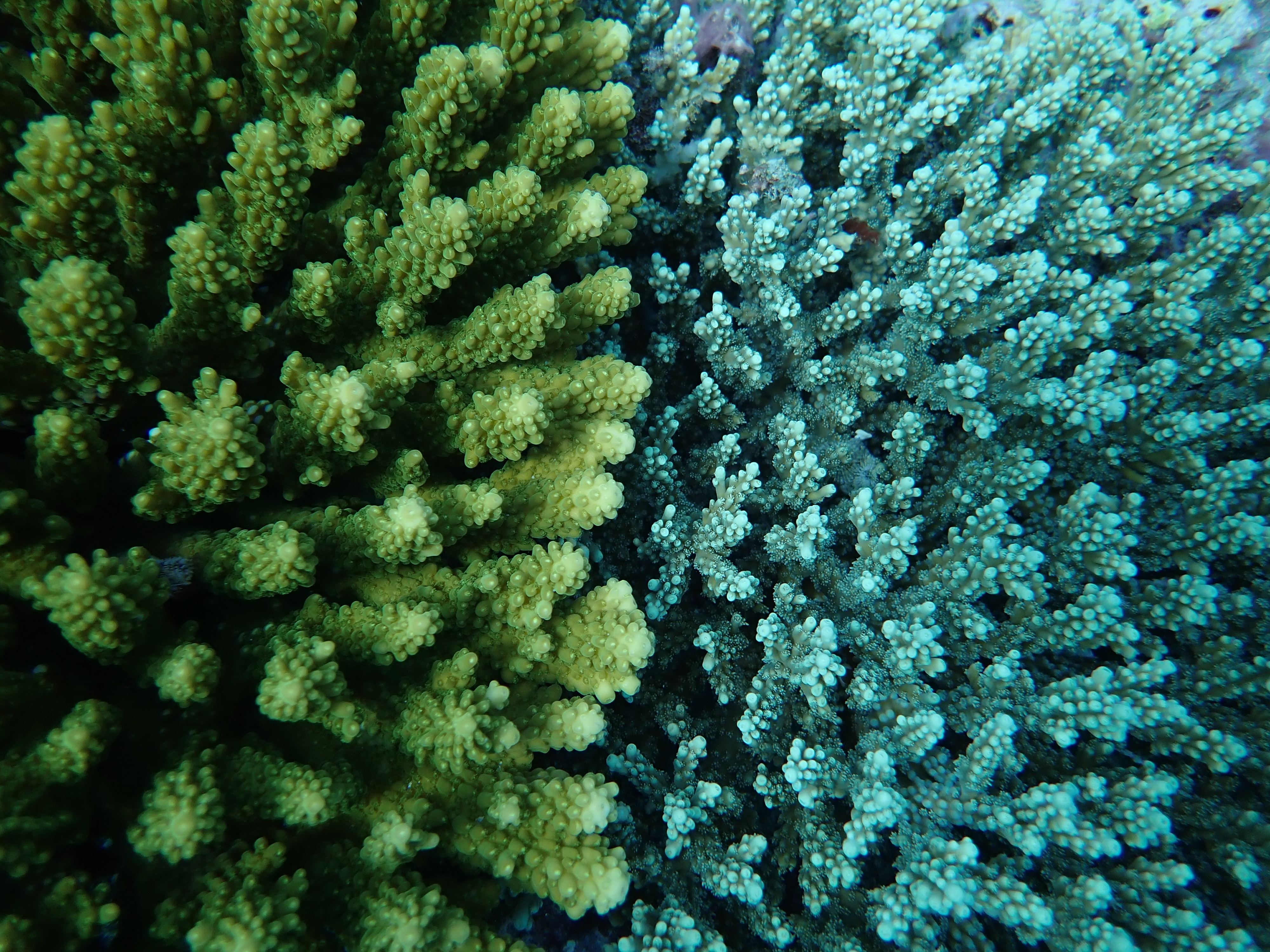 Two competing species of Acropora corals, in the Indian Ocean. (Evan Nazareth)