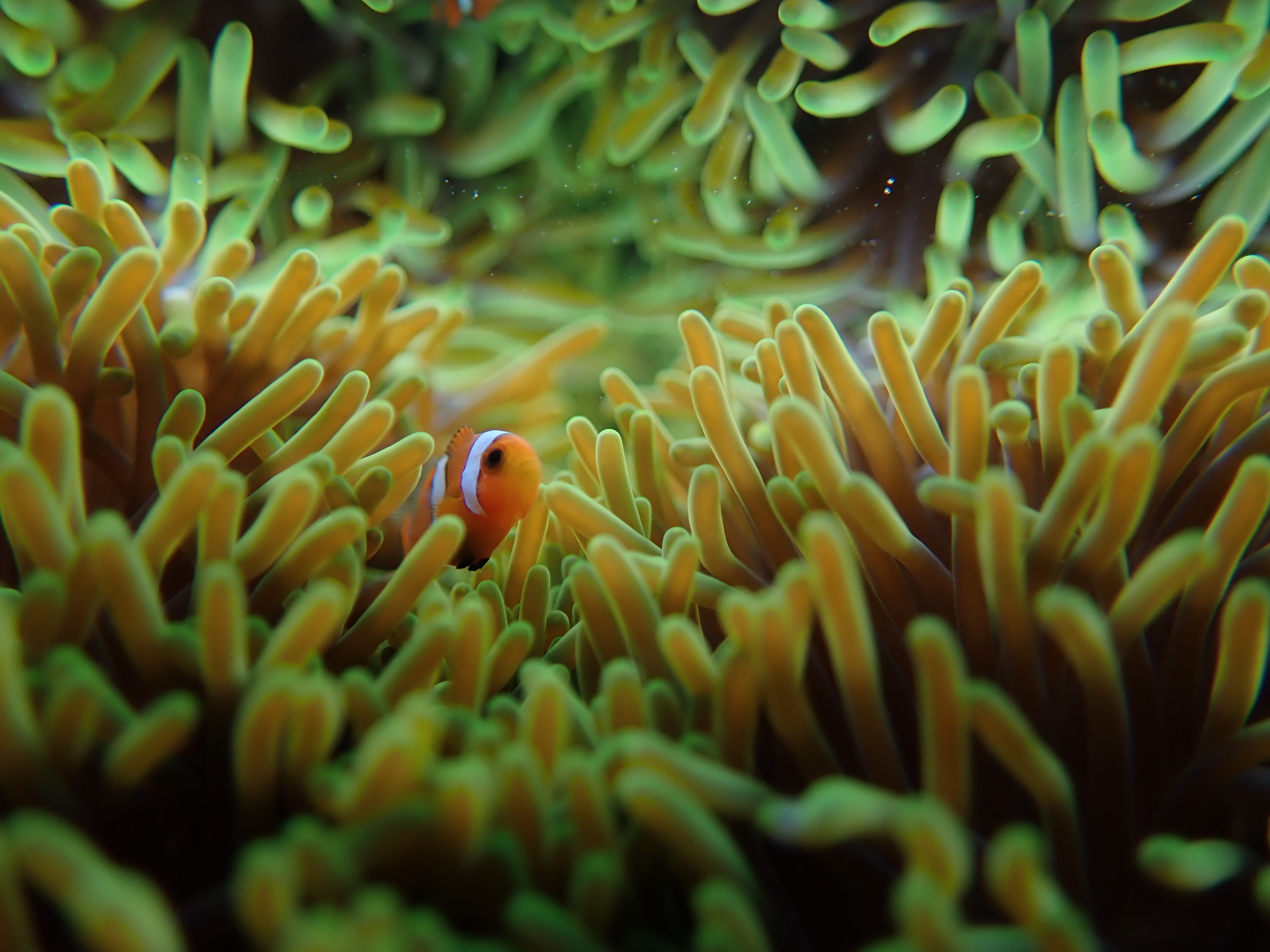 An Ocellaris clownfish in its sea anemone. (Evan Nazareth)