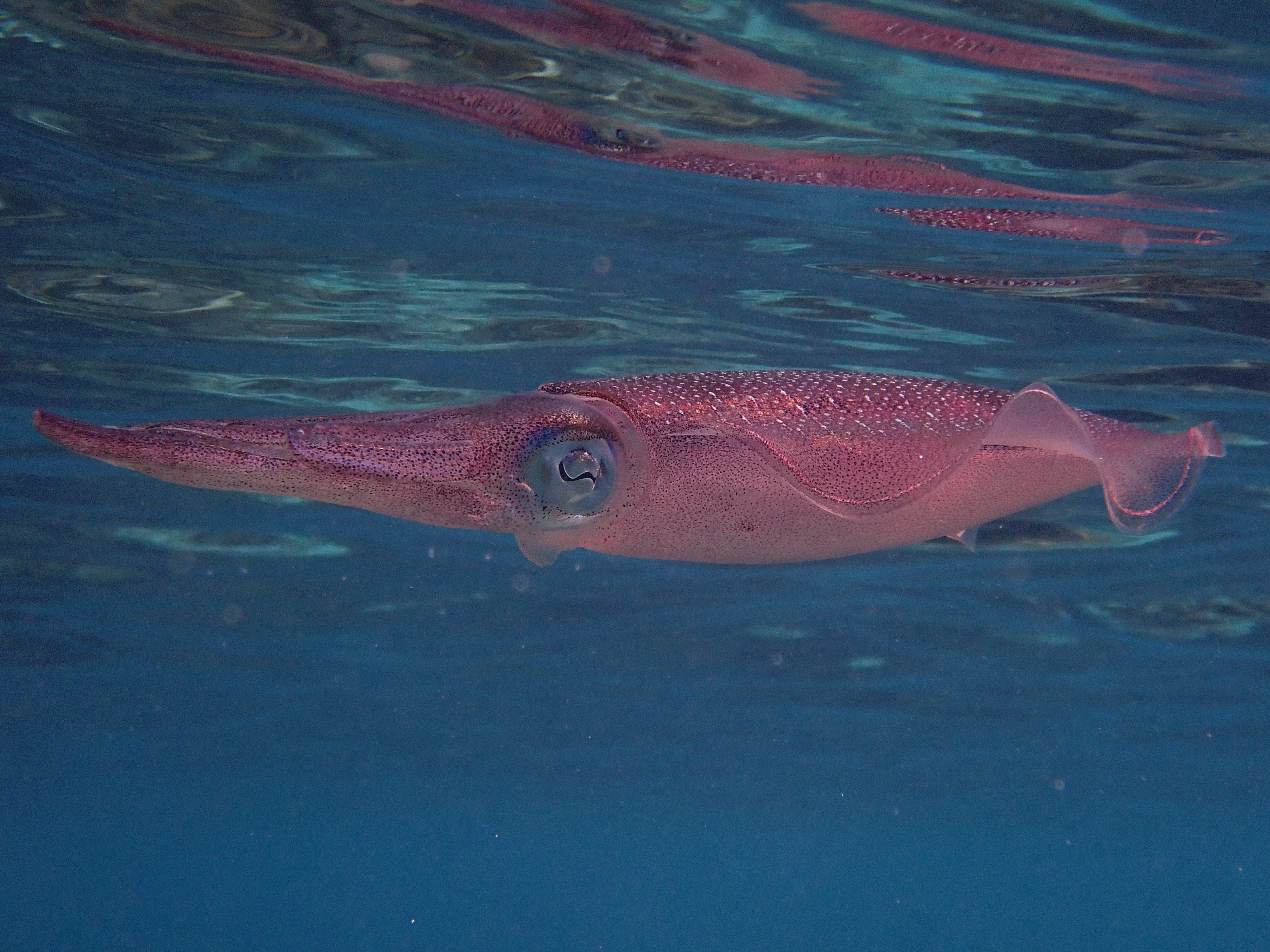 A reef squid in the waters of the Indian Ocean. (Rohan Arthur)