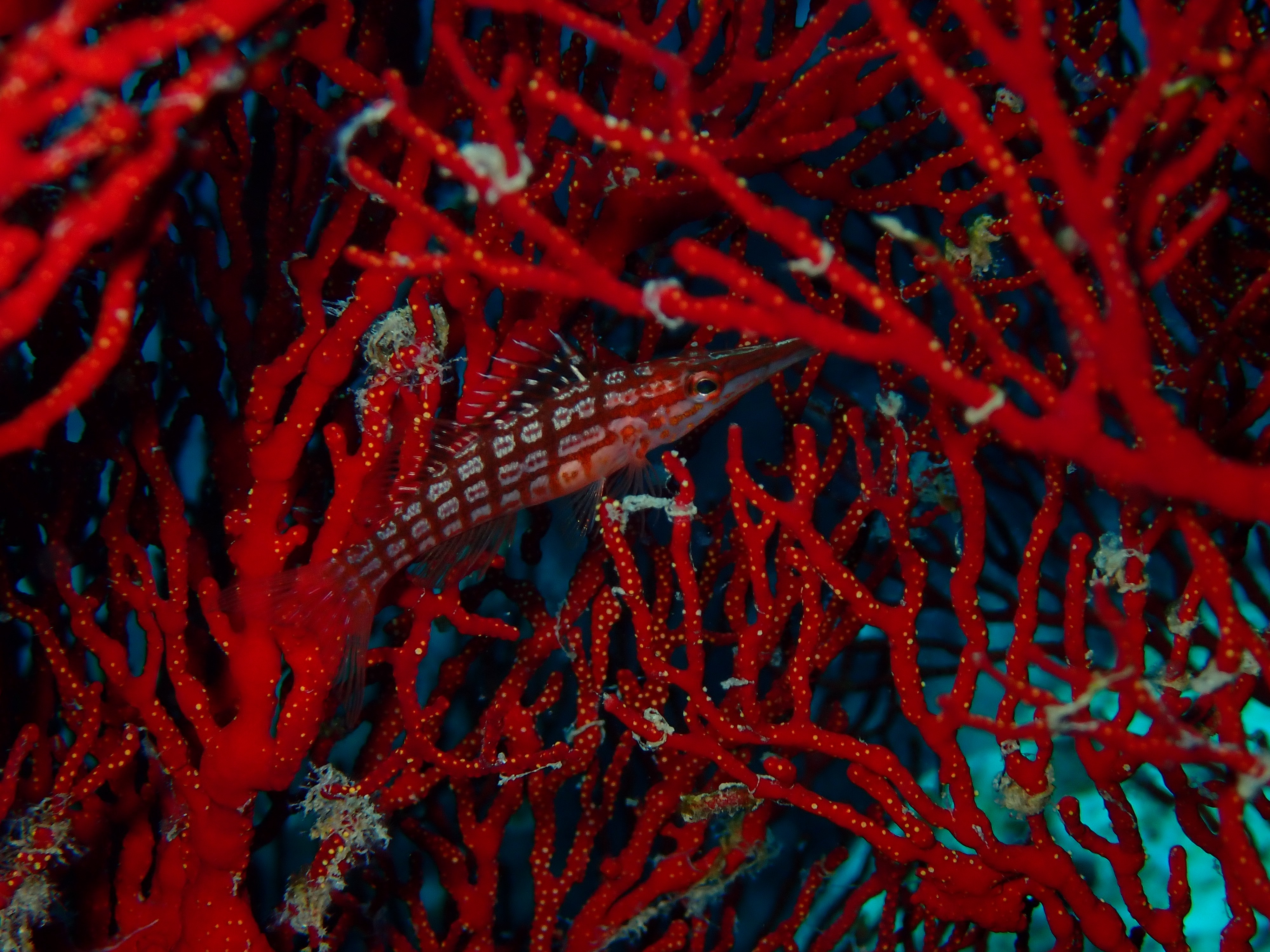 A longnose hawkfish lies camouflaged in a gorgonian sea fan. (Rohan Arthur)