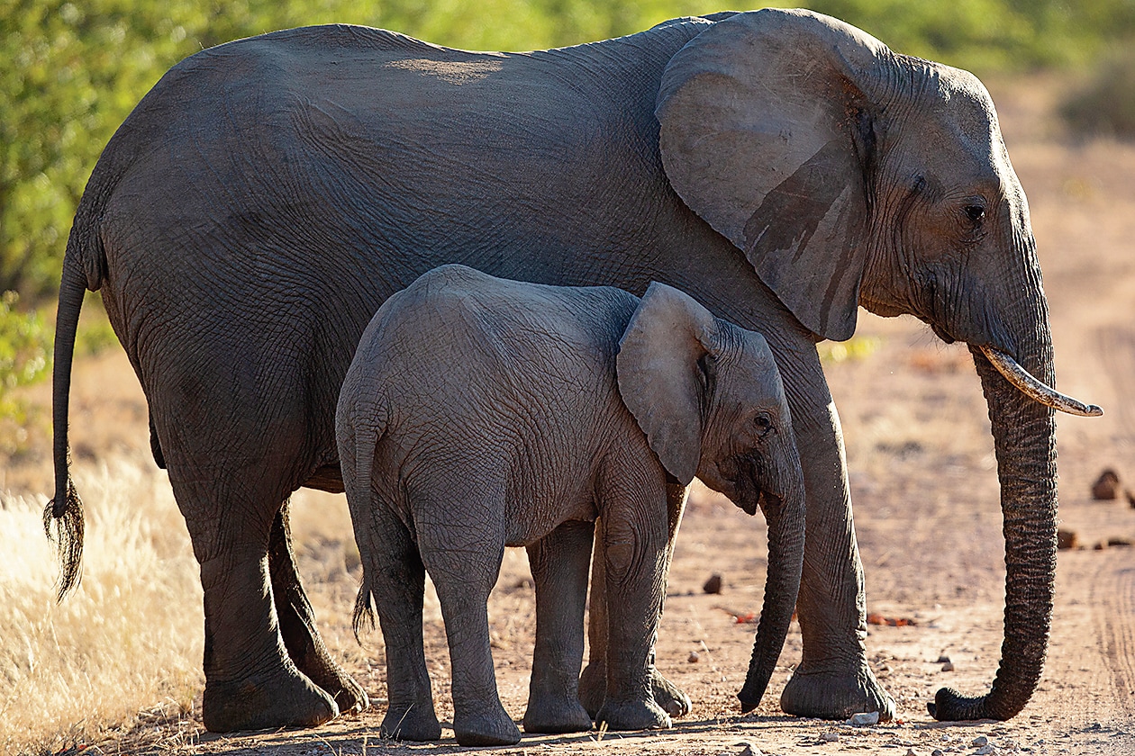 Between 2018 and 2019, a De Beers Moving Giants programme moved about 100 elephants from the Venetia Limpopo reserve in South Africa to Zinave National Park in Mozambique. (James Oatway) Between 2018 and 2019, a De Beers Moving Giants programme moved about 100 elephants from the Venetia Limpopo reserve in South Africa to Zinave National Park in Mozambique. (James Oatway)