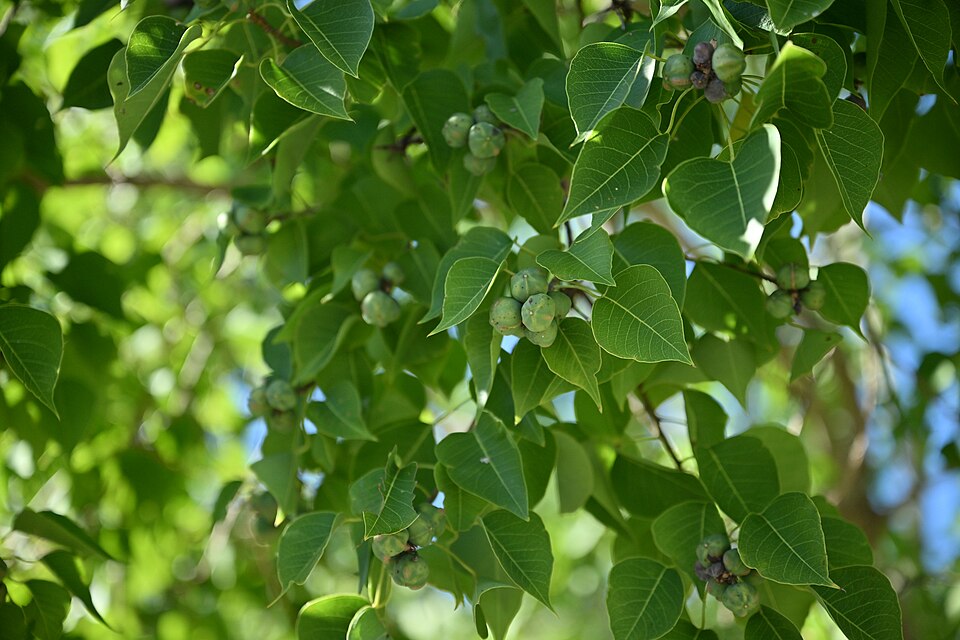 Young fruits hang on a Chinese tallow tree. (Wikimedia Commons) Young fruits hang on a Chinese tallow tree. (Wikimedia Commons)
