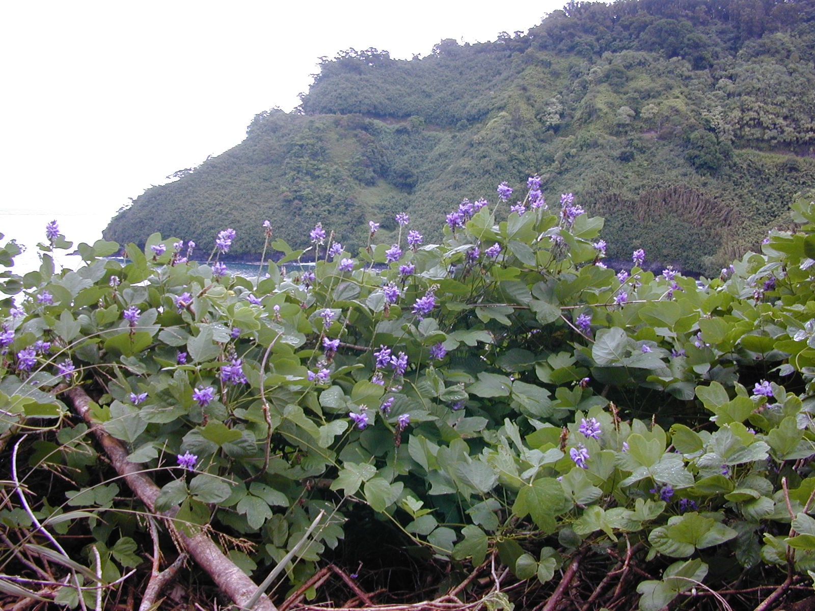 Introduced in the 19th century and widely promoted to fight erosion and provide livestock forage, kudzu covered millions of acres by 1946. Its rapid growth later made it a nuisance, and it now threatens ecosystems and crops, including soybeans. (Wikimedia Commons) Introduced in the 19th century and widely promoted to fight erosion and provide livestock forage, kudzu covered millions of acres by 1946. Its rapid growth later made it a nuisance, and it now threatens ecosystems and crops, including soybeans. (Wikimedia Commons)